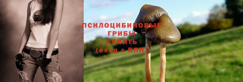 где можно купить   Муром  Галлюциногенные грибы Psilocybine cubensis 